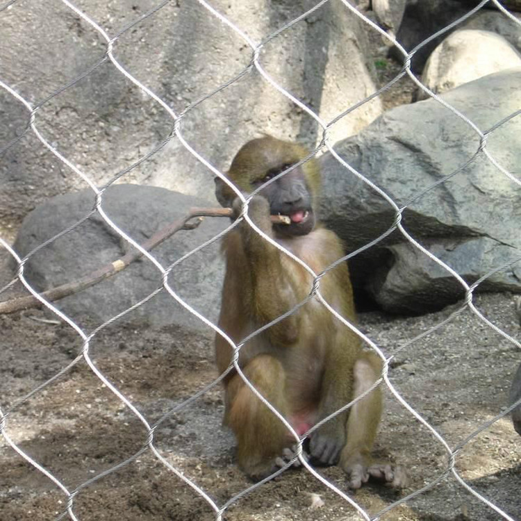 晟群 專業生產   不銹鋼鋼絲繩編織網 動物園防護網  動物園安全防護網  不銹鋼繩網價格  品質有保證